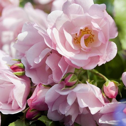 Félig telt virágú - Rózsa - Noamel - Online rózsa vásárlás
